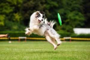 benefits of dog sports