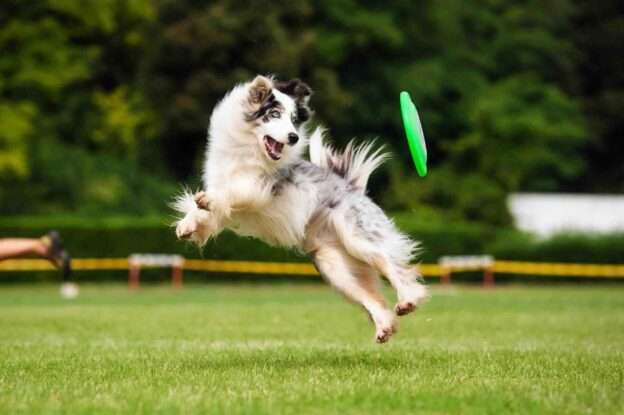 benefits of dog sports