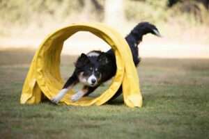 dog agility tunnel