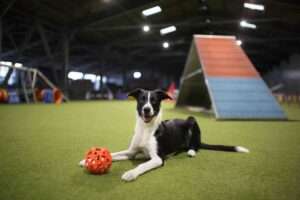 dog agility training for beginners