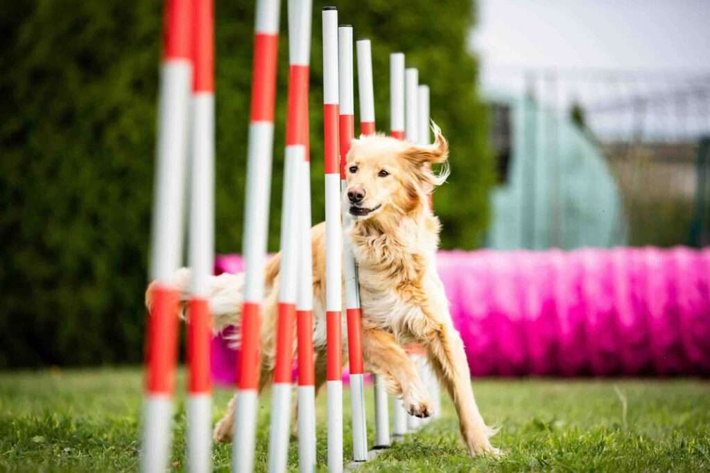 dog agility