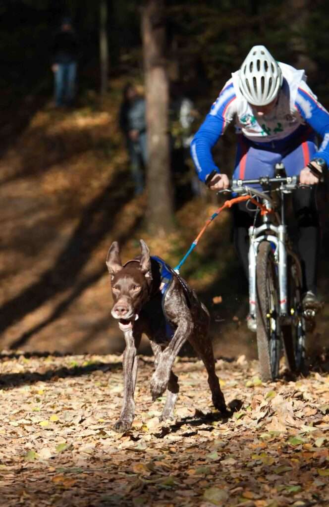 bikejoring