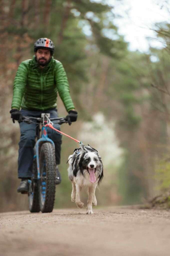 bikejoring harness