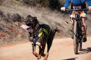bikejoring with your dog