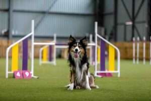 dog agility