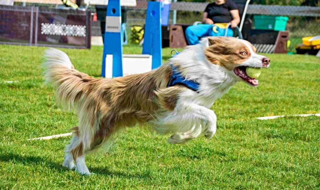 flyball dogs