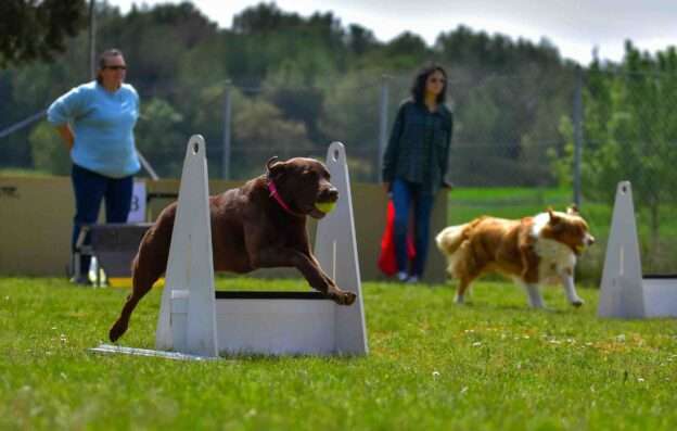 flyball dog