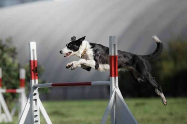 akc agility