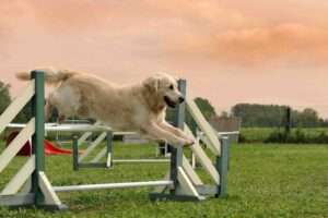 when to start agility for dogs