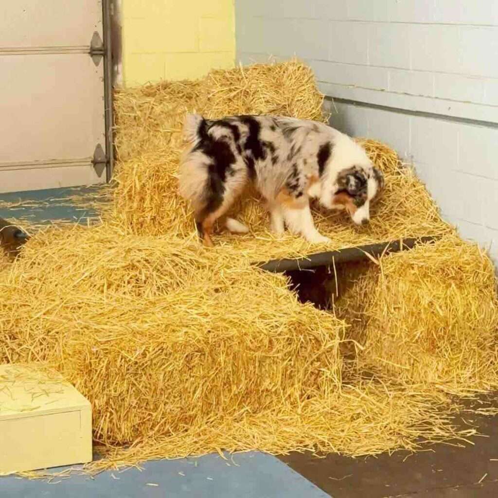 what is barn hunt for dogs