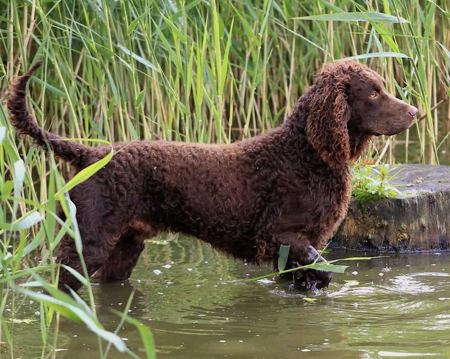 dogs for dock diving