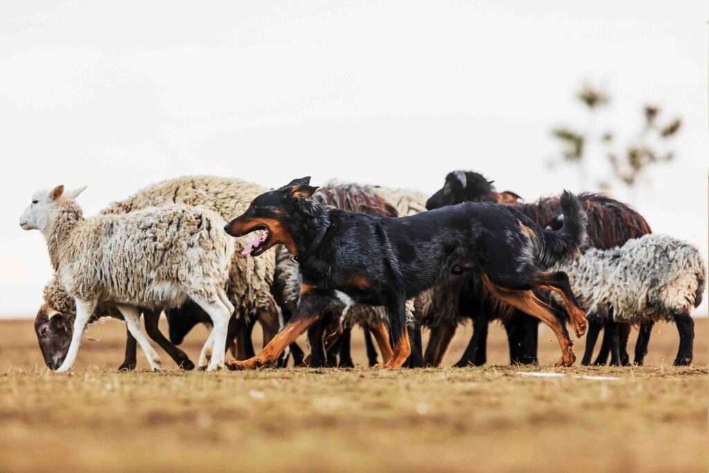 Australian Kelpie sheep herding