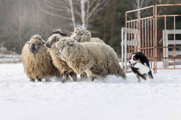 sheep herding