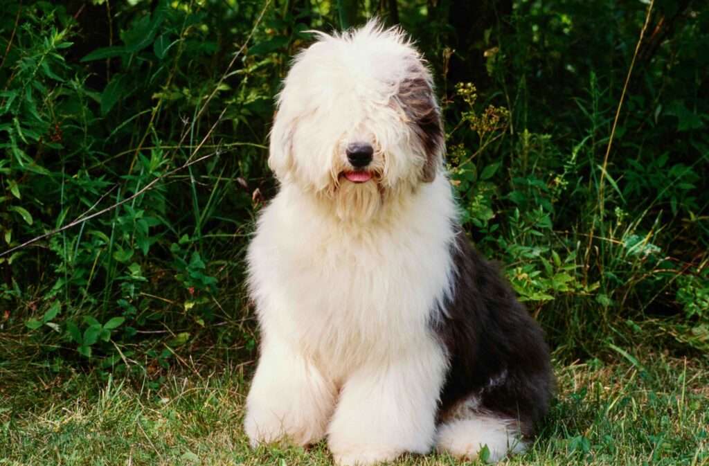 English sheepdog