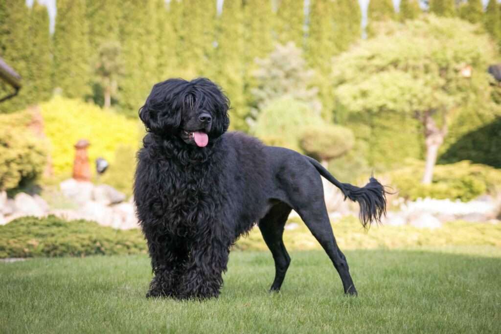 dogs for dock diving