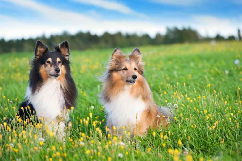 Shelties for sheepherding