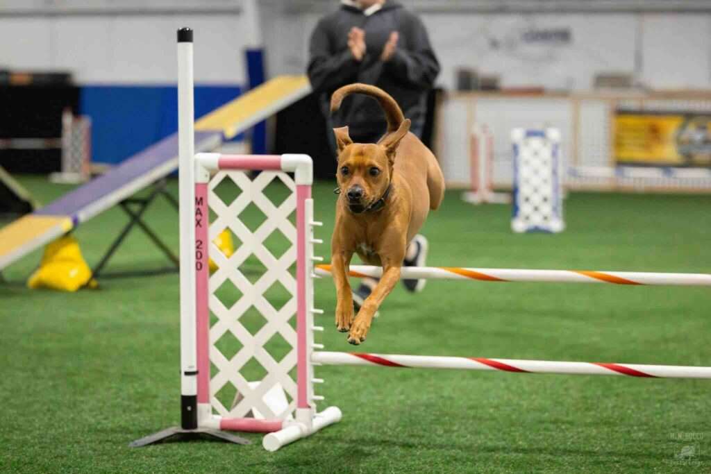 akc agility dog