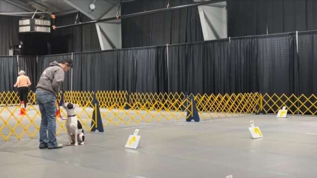 rally obedience trial