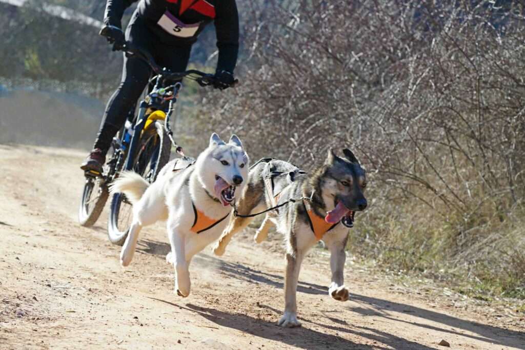bikejoring