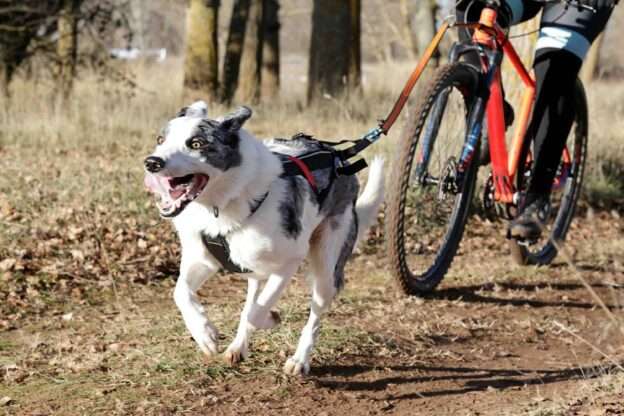 bikejoring