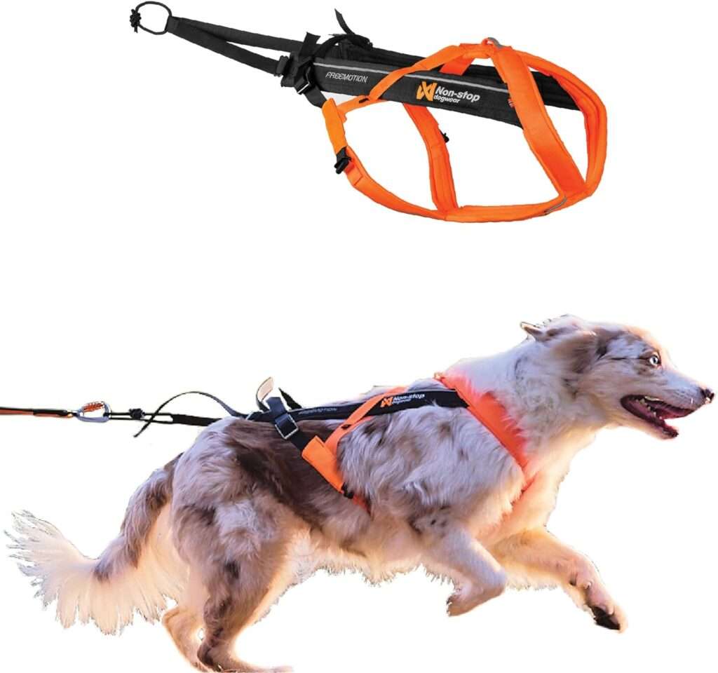 bikejoring equipment