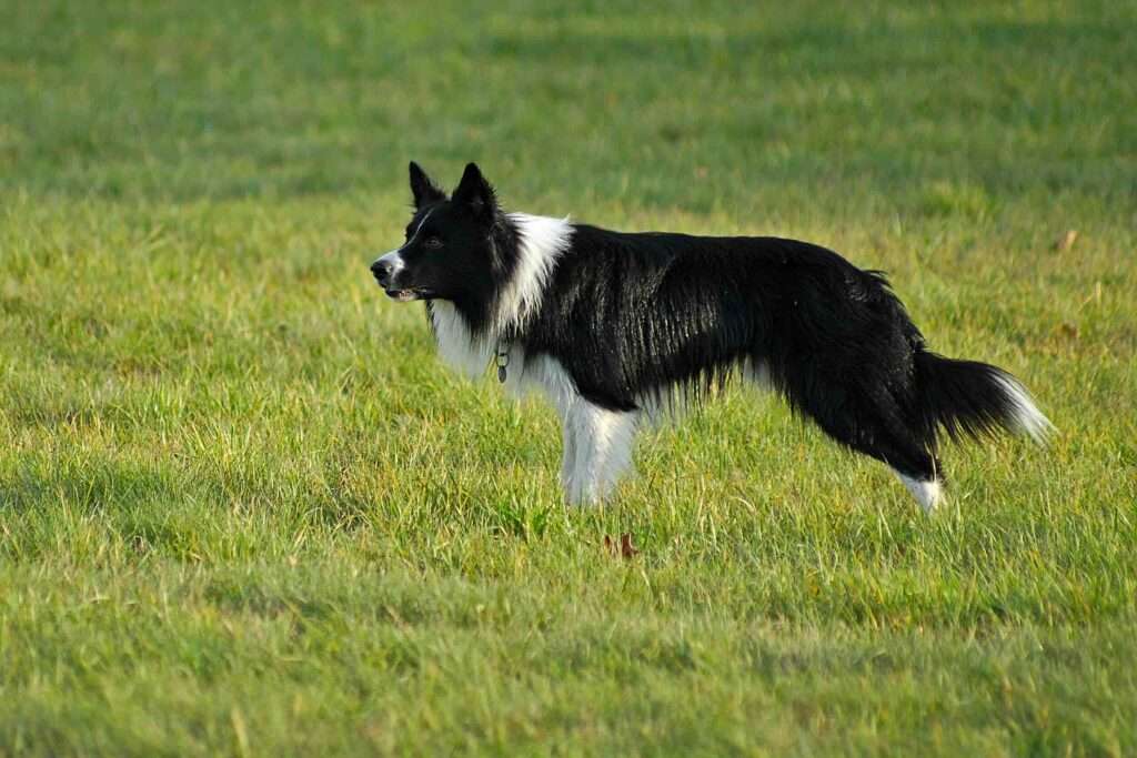 border collie dog sports