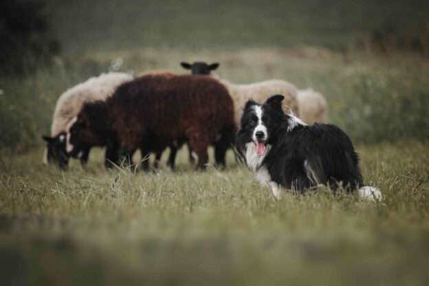 sheep herding dogs