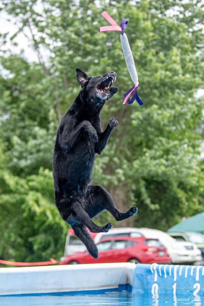 history of dock diving