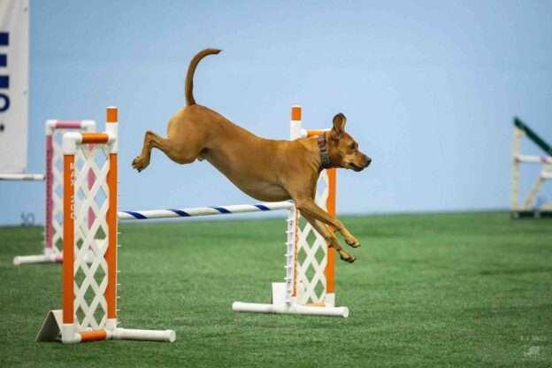 agility training