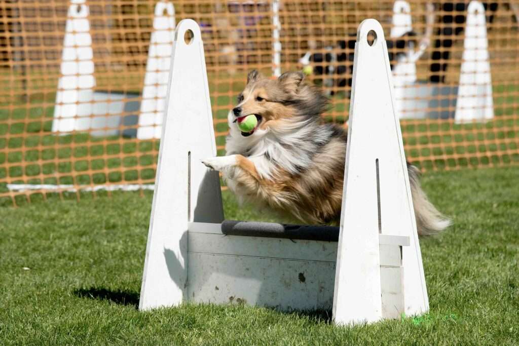 dog flyball