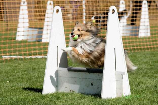 dog flyball
