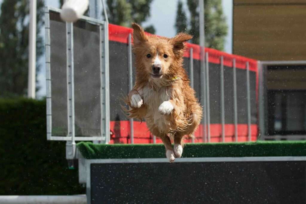 Dog diving from the dock