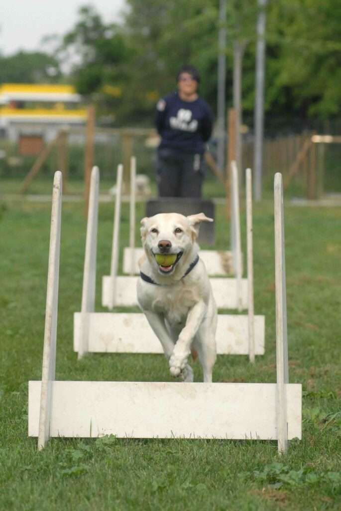 flyball dogs
