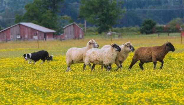 sheep herding with border collie