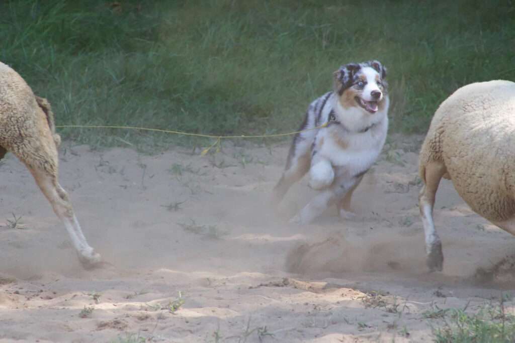 sheep herding for dogs