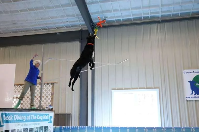 dog dock diving