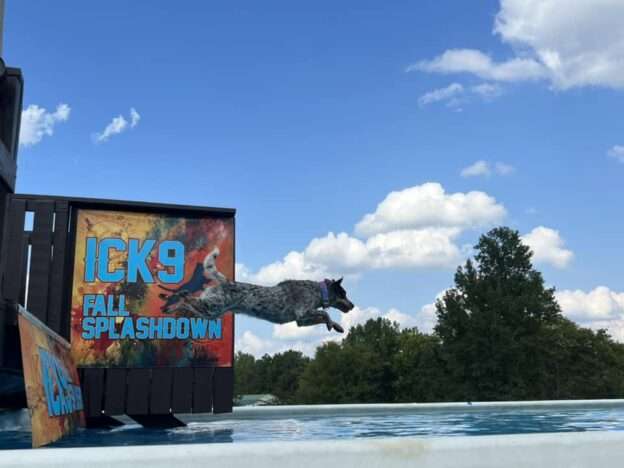 dock diving dog sport