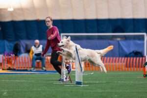 a dog jumping over hurdles in a dog agility competition