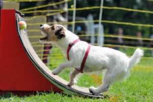 flyball for dogs