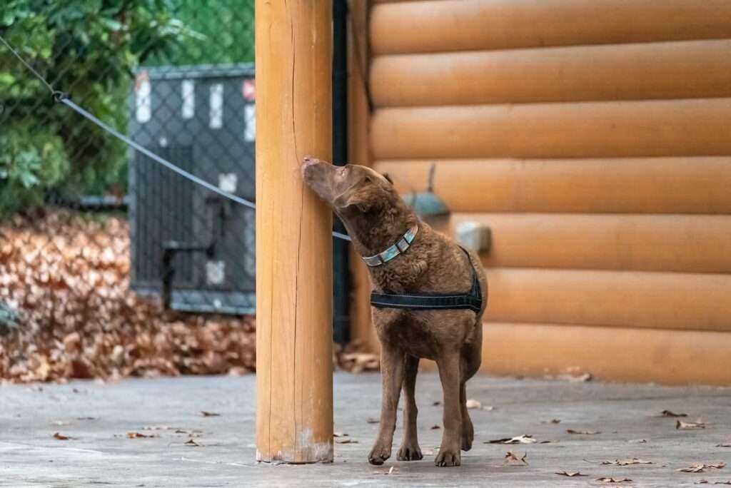 k9 nose work for dogs