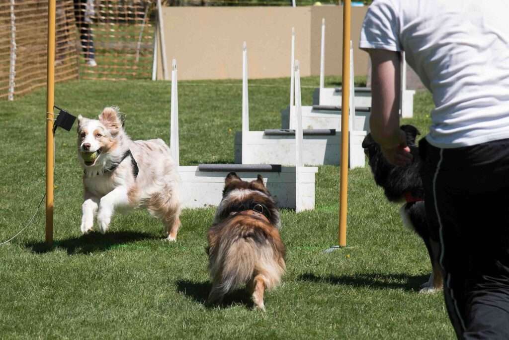 flyball
