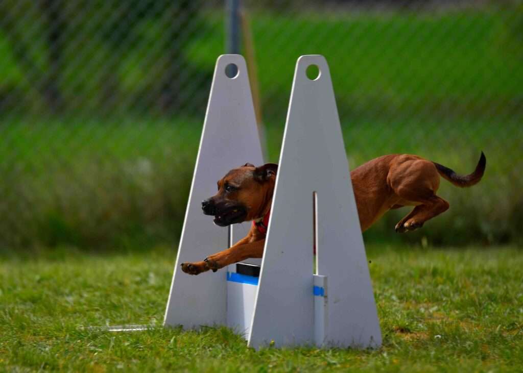 dog flyball