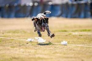 akc fast cat ranking