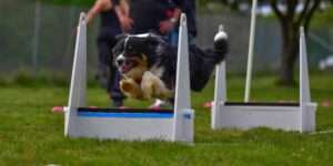 flyball dogs