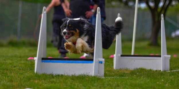 flyball dogs
