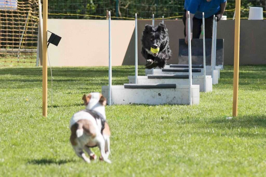 flyball dogs
