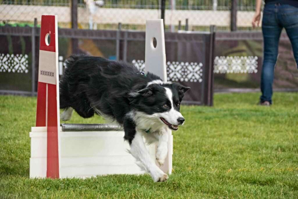 flyball training