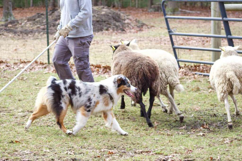 sheep herding for dogs