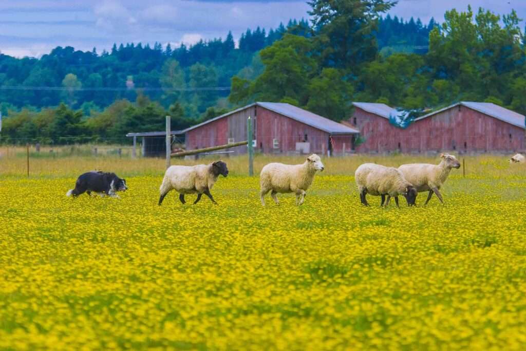 sheep herding dogs