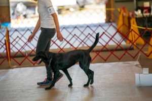 Virtual Rally Obedience